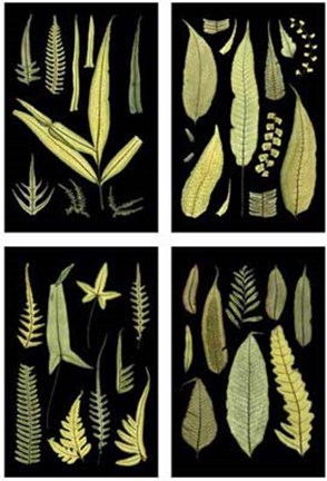 Framed Mini Ferns on Black Print