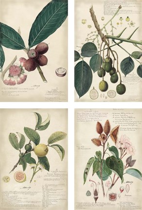 Framed Mini Descubes Print