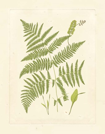 Framed Ferns with Platemark I Print