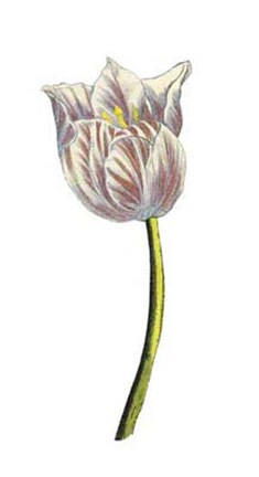 Framed Tulip Time II Print