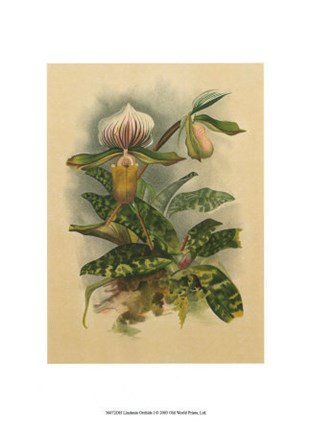 Framed Lindenia Orchids I Print