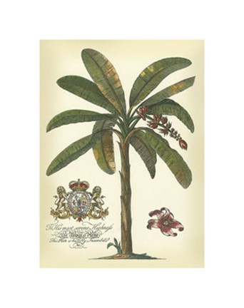 Framed Palm and Crest II Print