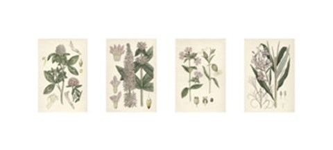 Framed Pink Botanicals Print