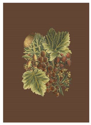 Framed Fruit on Burgundy II Print