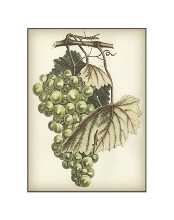 Framed Green Grapes I Print