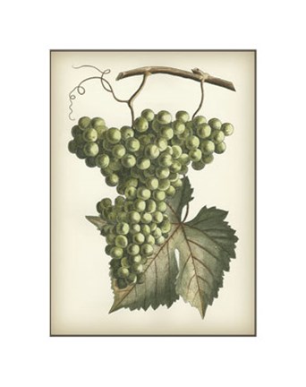 Framed Green Grapes II Print