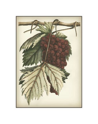 Framed Red Grapes I Print