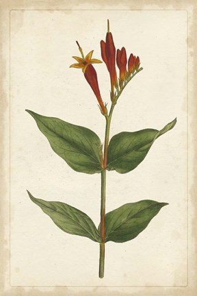 Framed Vibrant Curtis Botanicals III Print
