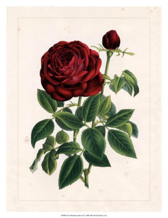 Framed Van Houtteano Rose II Print