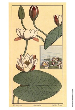 Framed Water Lily II Print