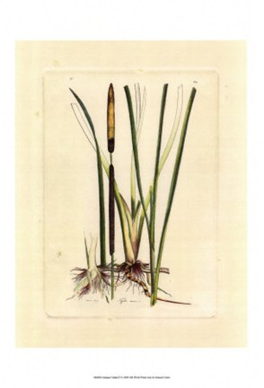 Framed Antique Cattail II Print