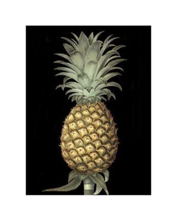 Framed Brookshaw&#39;s Exotic Pineapple I Print