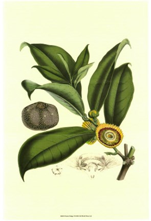 Framed Exotic Foliage I Print