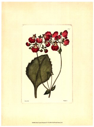 Framed Red Curtis Botanical IV Print