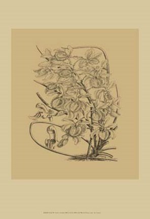 Framed Orchid on Khaki(WG) VI Print