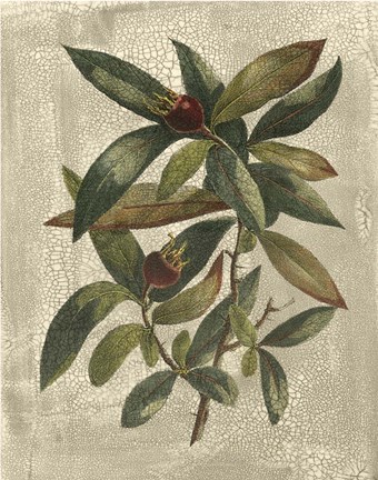 Framed Printed Deshayes Trees III Print