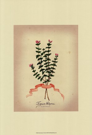 Framed Herb Series VI Print