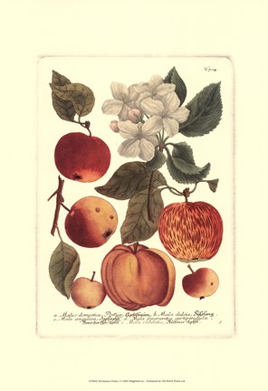 Framed Fruits I Print