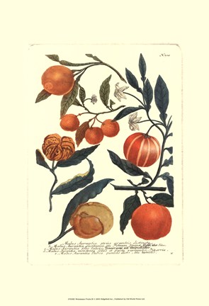 Framed Fruits III Print
