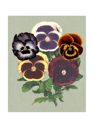 Framed Tricolor Pansies II Print