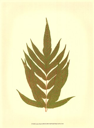 Framed Lowes Fern II (PP) Print