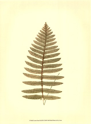 Framed Lowes Fern III (PP) Print