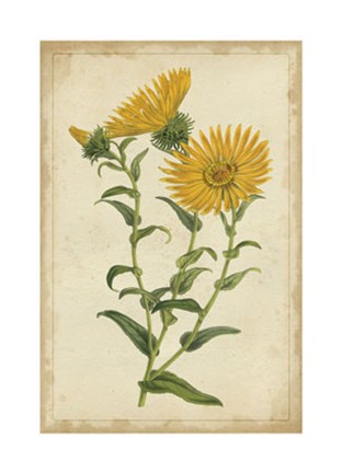 Framed Curtis Blooms in Yellow II Print
