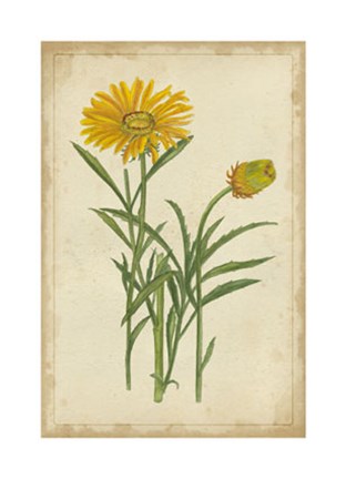 Framed Curtis Blooms in Yellow III Print