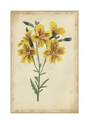 Framed Curtis Blooms in Yellow IV Print