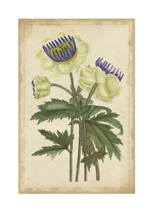 Framed Curtis Blooms in White III Print