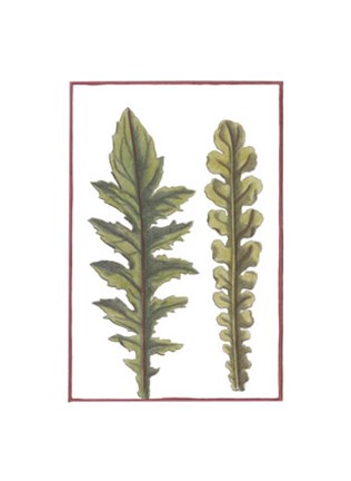 Framed Vintage Leaf III Print