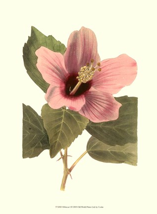 Framed Hibiscus I Print