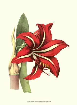 Framed Amaryllis I Print