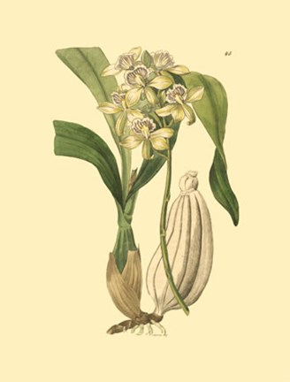 Framed Orchids II Print