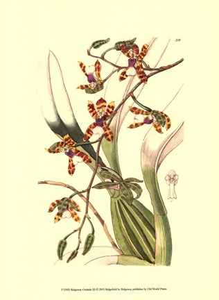 Framed Orchids III Print