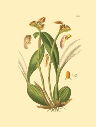 Framed Orchids IV Print