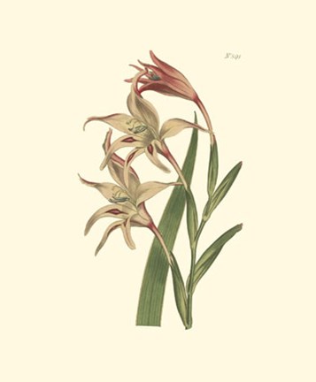 Framed Floral I Print