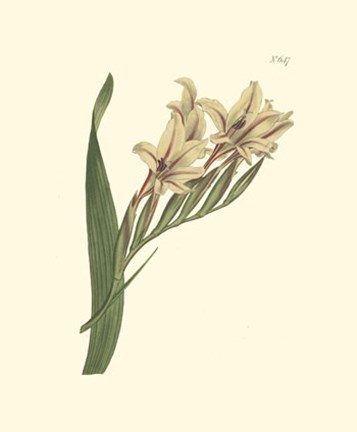 Framed Floral II Print