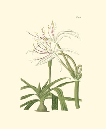 Framed Floral III Print