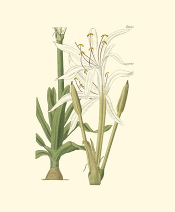 Framed Floral IV Print