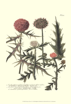 Framed Weinmann, Pl. 315 Print