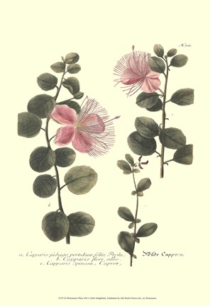 Framed Weinmann, Pl. 303 Print