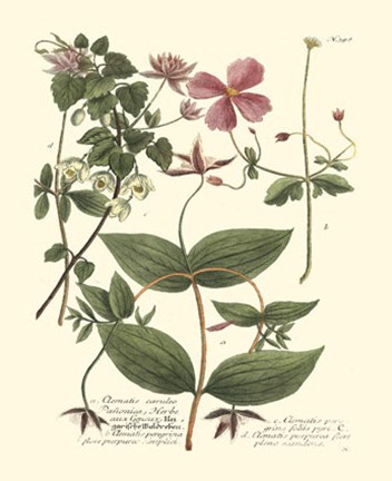 Framed Weinmann, Pl. 398 Print