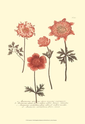 Framed Anemone I Print