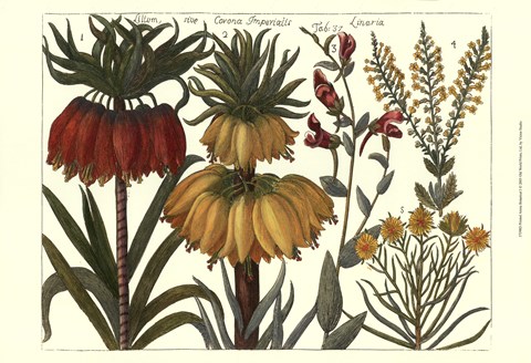 Framed Printed Arena Botanical I Print