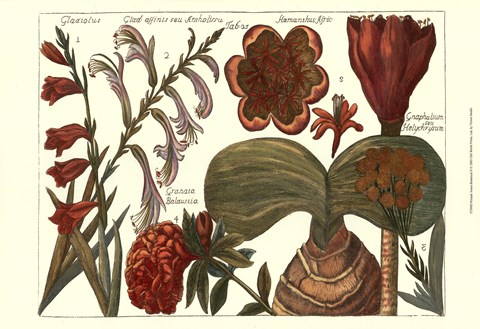 Framed Printed Arena Botanical II Print