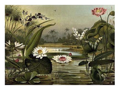 Framed Waterlillies Print