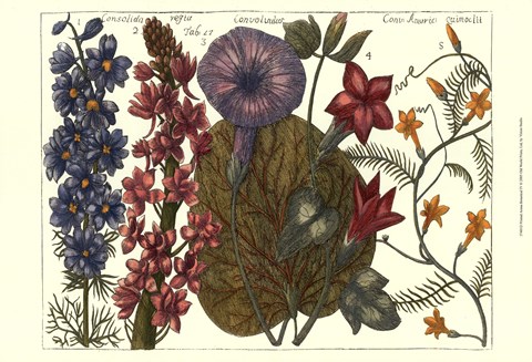 Framed Printed Arena Botanical IV Print