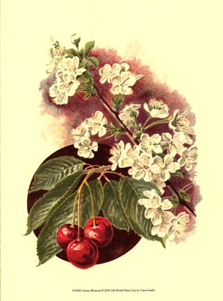 Framed Cherry Blossom Print