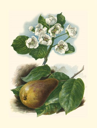 Framed Pear Blosom Print